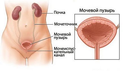 Durere la nivelul vezicii urinare, care este