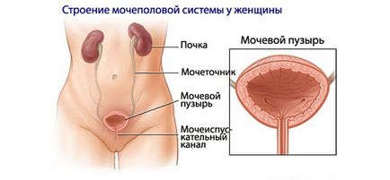 Durere la nivelul vezicii urinare, care este