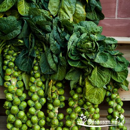 varză de Bruxelles Cultivarea varză de