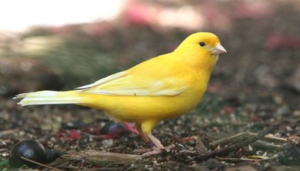 Că canari alimentare Că canari alimentare