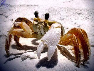 Furajul pe crabi