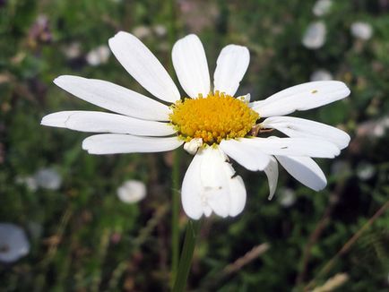 Flori de gradina de musetel