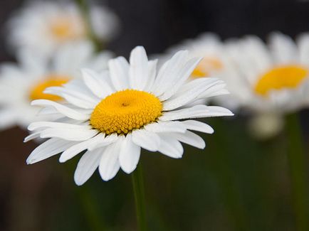 Flori de gradina de musetel