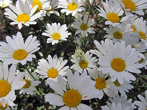 Flori de gradina de musetel Flori de gradina de musetel