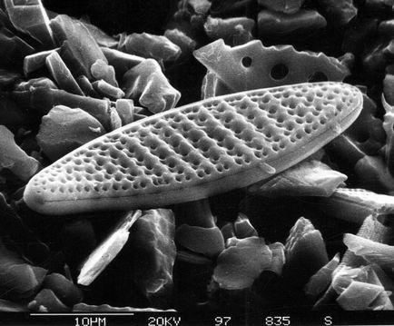 Care sunt diatomee