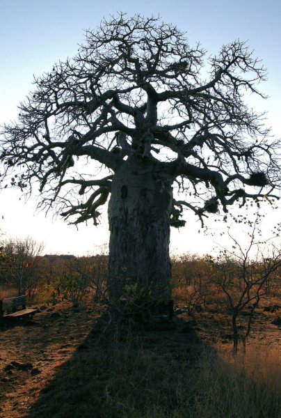 baobab-l