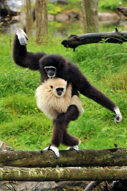 Gibbon ce