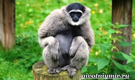 Gibbon ce