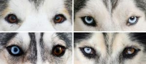 Rasa câinii cu ochi albastri