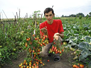 Cel mai delicios varietate de tomate