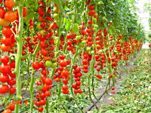 Cel mai delicios varietate de tomate