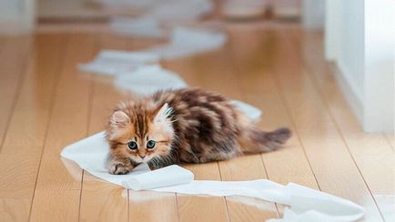 Cum de a elimina mirosul de urină de pisică