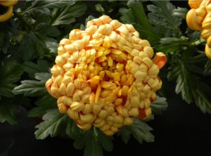 Ce este de tăiere în crizantema