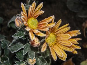 Ce este de tăiere în crizantema