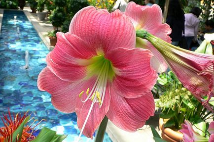 De ce nu infloreste Amaryllis