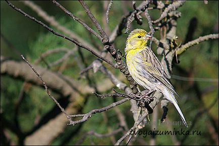 Că canari alimentare