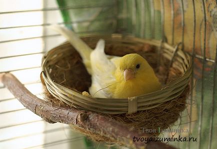 Că canari alimentare Că canari alimentare
