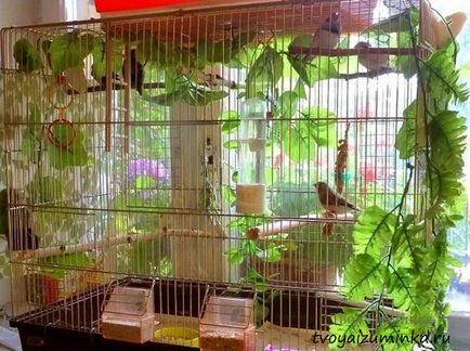 Că canari alimentare Că canari alimentare