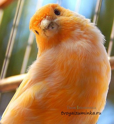 Că canari alimentare