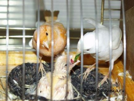 Că canari alimentare Că canari alimentare