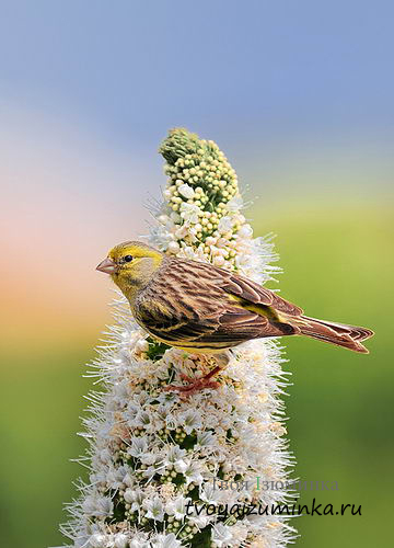 Că canari alimentare