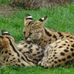 Rasa de pisici Serval