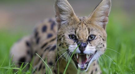 Rasa de pisici Serval