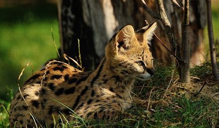 Rasa de pisici Serval