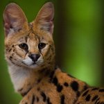 Rasa de pisici Serval