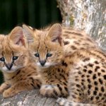 Rasa de pisici Serval