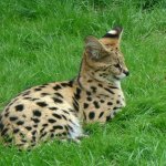 Rasa de pisici Serval