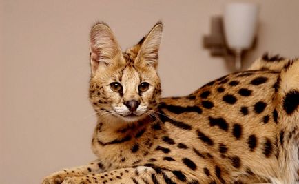 Rasa de pisici Serval