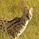 Rasa de pisici Serval