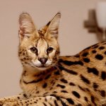 Rasa de pisici Serval