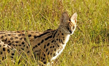 Rasa de pisici Serval