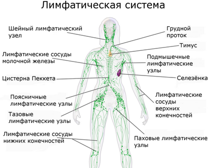 Ce este lymphostasis picioare