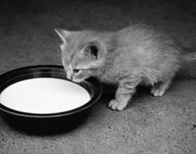 Lapte pentru pisici