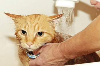 Cum să se spele o pisica