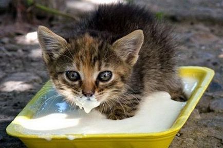 Lapte pentru pisici