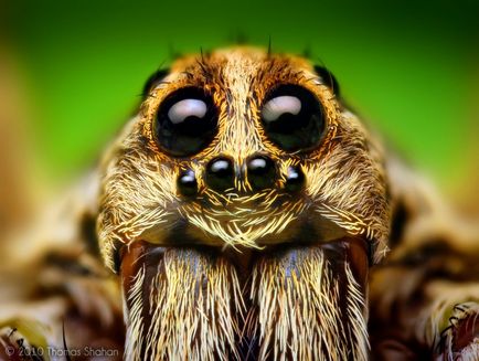 De ce nu insecte păianjen despre toată lumea și totul