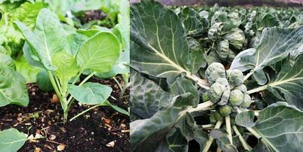 varză de Bruxelles Cultivarea varză de varză de Bruxelles Cultivarea varză de