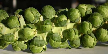 varză de Bruxelles Cultivarea varză de varză de Bruxelles Cultivarea varză de