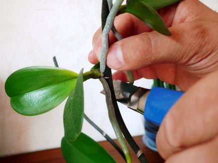 orhidee de reproducție la domiciliu