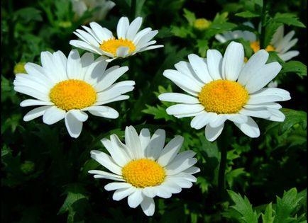 Daisy Garden (51 poze) tipuri de flori, descriere Daisy, locul de nastere al plantei, cel mai mare leukantemum,