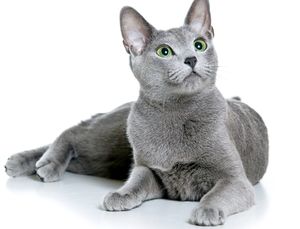 Caracterul pisicilor albastre din România