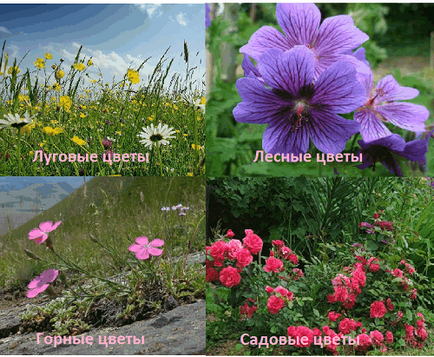 Care sunt flori de grădină