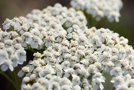 Yarrow din cultivarea semințelor de