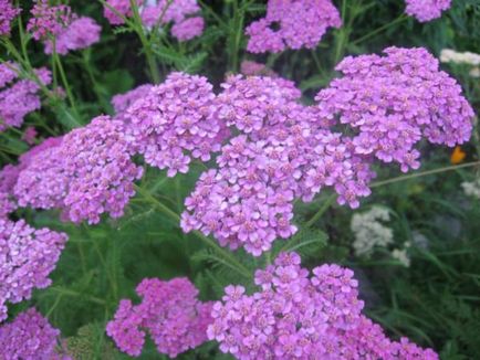 Yarrow din cultivarea semințelor de