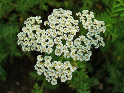 Yarrow din cultivarea semințelor de