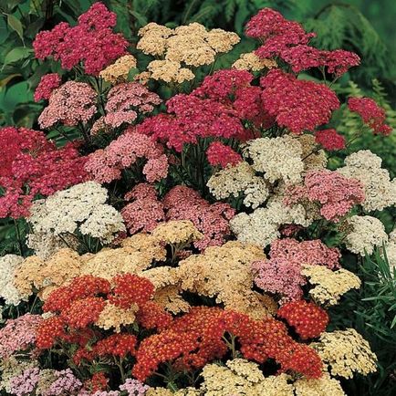 Yarrow din cultivarea semințelor de